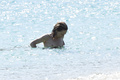 Vanessa Paradis - in bikini & swimming topless (7/2015)