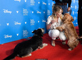 Hilary Duff at D23 Disney+ Event in Anaheim - August 23, 2019