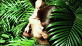 Abbey Lee Kershaw nude in nature for Pirelli Calendar 2010