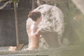 Sara Sampaio in bikini at the pool during her holiday vacation in Tulum Mexico
