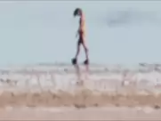 Mia Wasikowska - Tracks (2013)