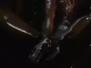 "Sweet Movie"  the 'Chocolate' scene