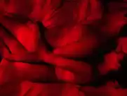 Aomi Muyock - Love 2015