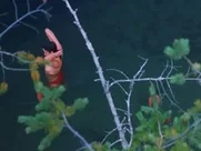 Kimberley Warnat nude, Mayko Nguyen nude – Going the Distance (2004)