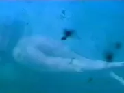 Izabella Scorupco, Erika Hoghede nude – Petri tarar (1995)