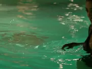 Radhika Apte nude - The Wedding Guest (2018)