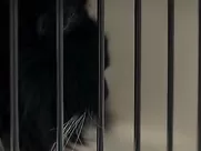 The Naturally Wanton Pleasure of Skin (2018)