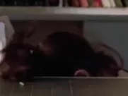 Sandra Bullock - ULTIMATE FAP CUMPILATION