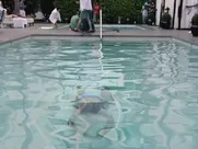 Amanda Peet nude - Togetherness S01 BR (2015) funny sex in mainstream cinema