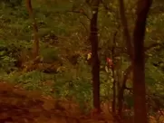 Bijou Phillips, Claudia Schiffer etc. Nude - Black and White (1999) sex scenes in mainstream cinema