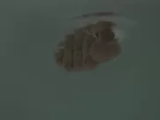 Bella Heathcote, Laine Neil nude - Strange Angel s02e06 (2019) best movie sex scenes