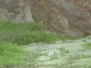 Elisa Heidrich Nude - Animal Politico (2017) explicit sex in mainstream cinema