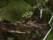 Debi Sue Voorhees nude sex in cinema mainstream