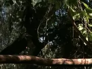 Debi Sue Voorhees nude sex in cinema mainstream