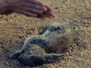 Gaby Hoffmann nude - Crystal Fairy (2013) movie star sex scenes