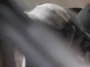 Maggie Grace nude - The Scent of Rain Lightning (2017) mainstream sex in the cinema