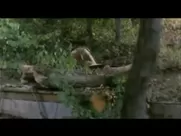 Sex video Horror Movie Sex Scenes Part 1 lingerie sex scene