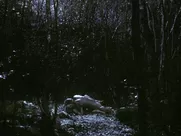 Anya Taylor-Joy - The Northman (2022)