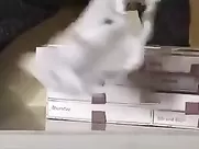 La petite culotte de Enora Malagré La mode (2009)