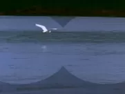 Playboy's Babes of Baywatch