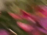 Playboy's Babes of Baywatch