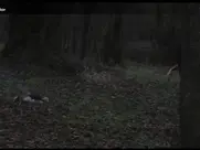 Lola Marie Forgeau They wanted to cross the River 2