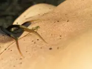 Emma Suárez - Una Ventana al Mar (2019)