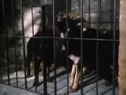 Las Mujeres de Jeremias-  (1981) shower scene