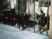 Las Mujeres de Jeremias-  (1981) shower scene