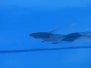 Brenda Bakke - American Gothic (s01, 1995)