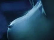 Dorothée De Koon, Soraya Wells - Les Paradis de Diane (2025)