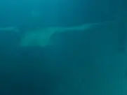 Souheila Yacoub - Planète B (2024)