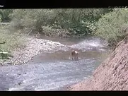 Tanja Bošković Sablazan