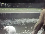 Olivera Viktorović Sex partijski neprijatelj br.1