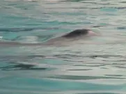 Mary McDonnell - Woman Undone (1996)