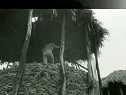 Želimira Žujović - Sveti pesak 1968