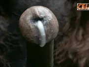 Top 5 Nude Scenes of 1975