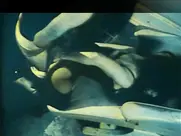 Lydia Lunch Fingered 1986 3