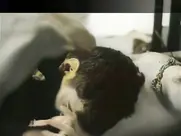 Idalmis Del Risco - Culpa 1993 cut