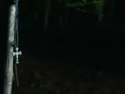 Miriam Giovanelli as Tanja - Dracula 3D (2012)