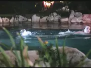 Roxanne Baird, Adrienne Barbeau - Open House (1987)