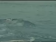 Laetitia Martinucci - Free Fall