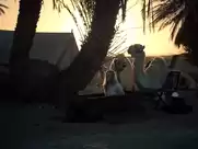 Nicole Kidman - Queen Of The Desert (2016)