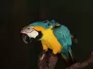 Anna Galiena - Jamon, Jamon (1992)