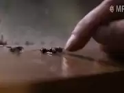 The summer of Sangaile (2015)