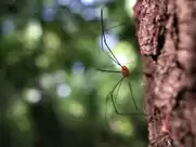 Dana - Schnick Schnack Schnuck (2015)