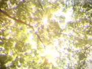 Dana - Schnick Schnack Schnuck (2015)