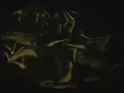 Julie-Marie Parmentier - Evolution