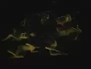 Julie-Marie Parmentier - Evolution