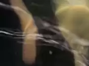 Jenny Agutter - Walkabout (1971)